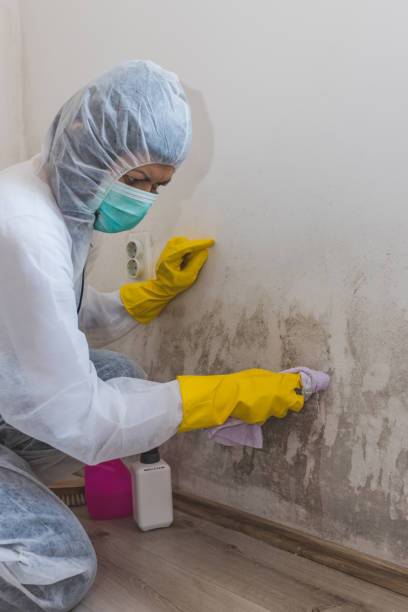 Best HVAC Mold Inspection and Cleaning  in Sachse, TX